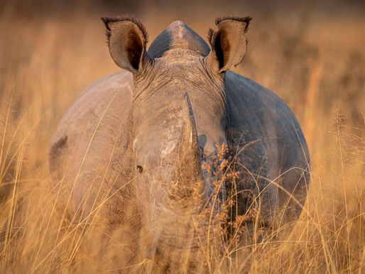 A white rhino with its full horn intact in Welgevonden Game Reserve, where rhinos are still not dehorned