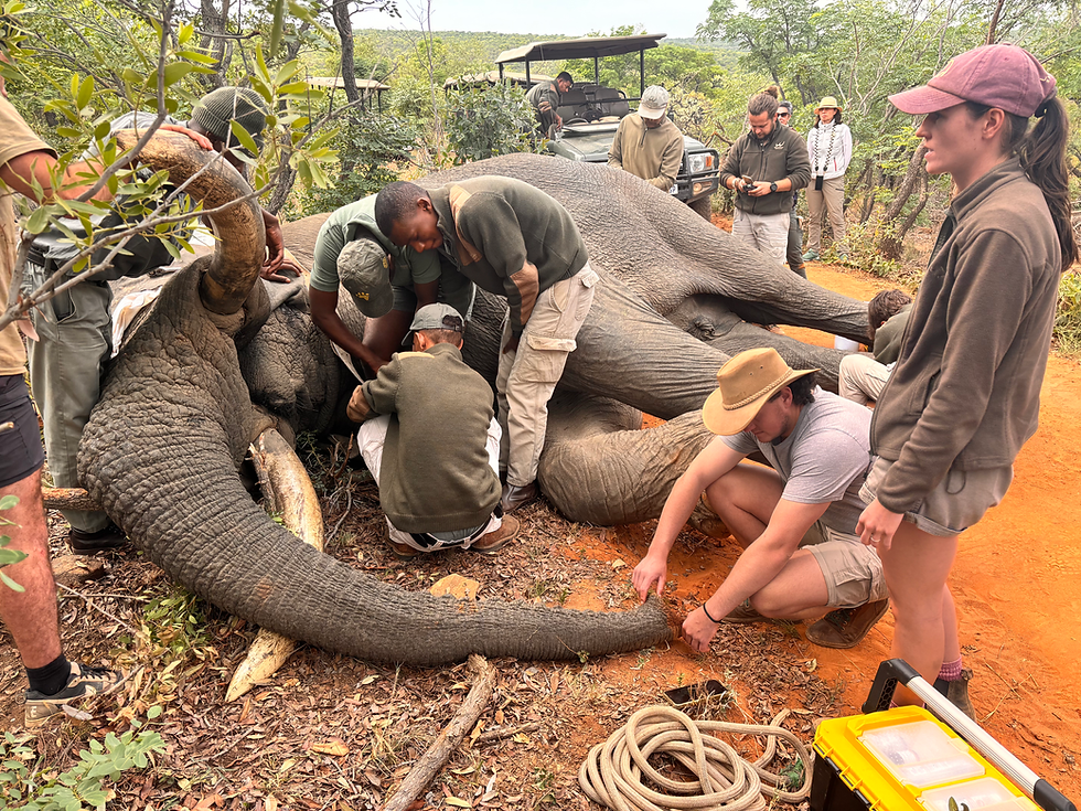 When Safari Becomes Conservation: Witnessing Wildlife Interventions at Laluka