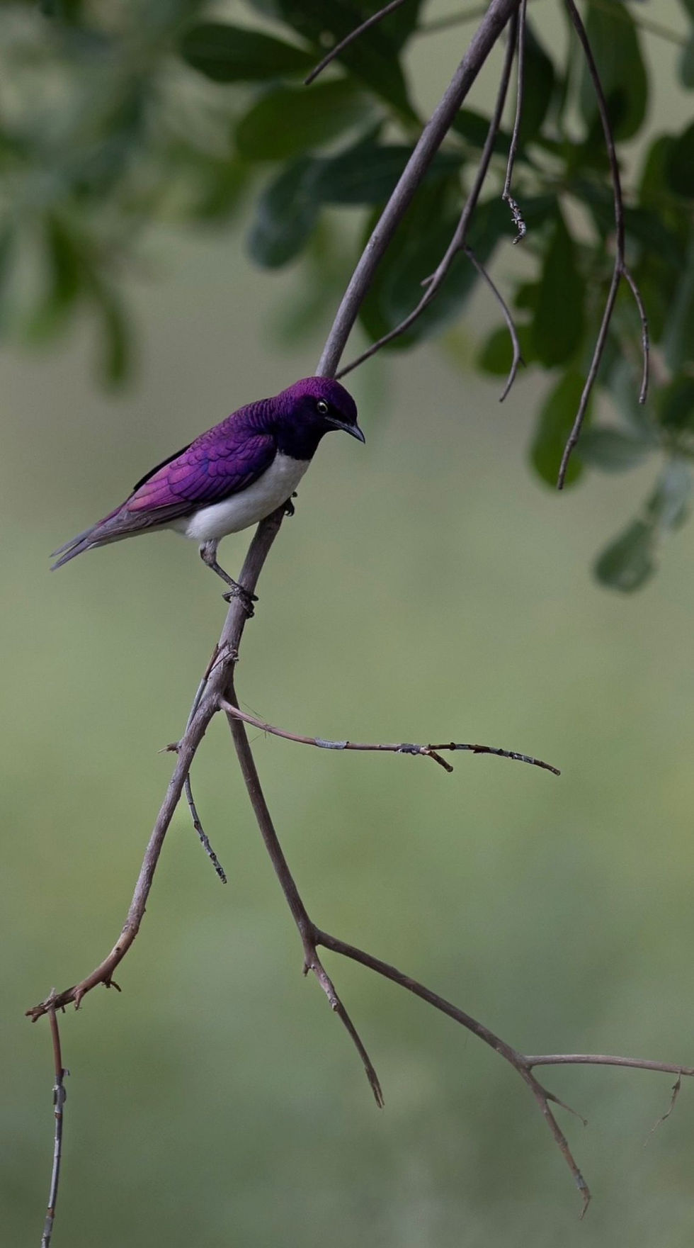 Violet-backed starling photographed by Obi Carrein at Laluka Safari Lodge in the Welgevonden Game Reserve.