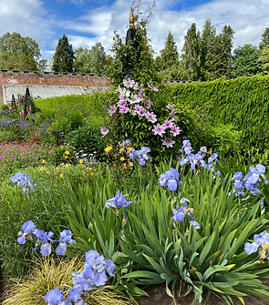 Blue irises and pink clematis in the walled garden at Glamis Castle