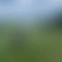 Golfer playing a shot on a tree lined fairway