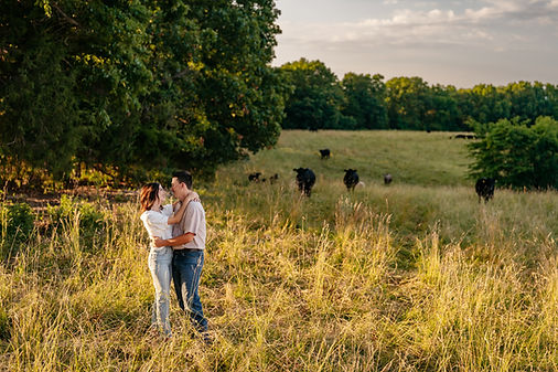 couple embraces in field with cows, Columbia, MO