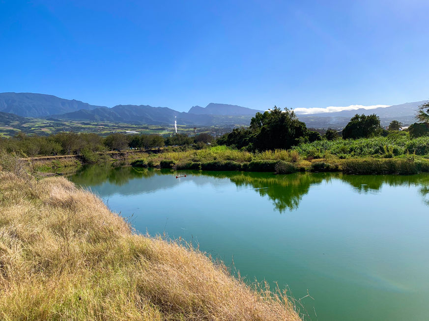 La Réunion. Situé sur les communes de Saint-Louis et de L’Étang-Salé, l’Etang du Gol est un plan d’eau parallèle à la côte. Bordé de zones boisées et de prairies, il est long d’un kilomètre pour une surface d’environ quinze hectares. Au Nord, il est complété par deux plans d’eau, couvrant une surface totale de six hectares, issus de gravières exploitées pour la construction de la route nationale. La superficie totale protégée par le Conservatoire du littoral est de 67 hectares. Ancienne baie progressivement isolée de la mer par un cordon littoral alluvionnaire, l’Etang du Gol est une lagune littorale saumâtre. Il est alimenté en eau douce par la Ravine du Gol, la Ravine du Maniron, et d’autres petits cours d’eau intermittents. Lorsque le cordon littoral est rompu ou submergé, ce qui arrive par exemple suite à de fortes houles ou de fortes pluies, l’étang communique alors avec l’océan Indien. Sa salinité et sa profondeur sont donc variables et dépendent de la nature et de la quantité des apports en eau douce et eau de mer. Le JIR, le journal de l’île de la Réunion- Edition du 3 octobre 2021 © Véronique Tournier