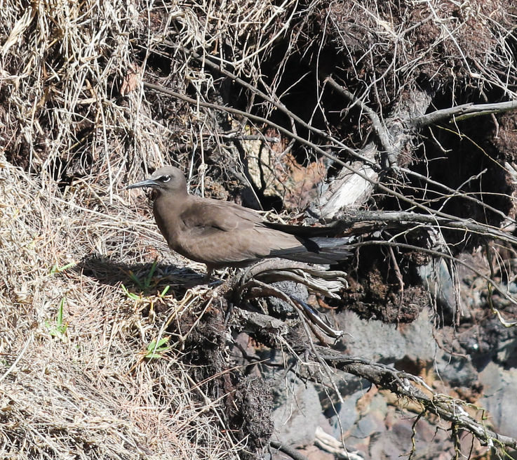 La Réunion, Saint-Philippe, décembre 2020. Sur la commune réunionnaise situé dans le sud sauvage, la mer frappe directement sur les falaises de basalte. La force des vagues dessine alors des arches et autres gouffres. Si l’arche du Cap Méchant est la plus connue des locaux mais aussi des touristes car visible du célèbre kiosque éponyme, une autre merveilles de Dame Nature se situe entre la Ravine de Basse Vallée et le Cap Méchant. Il faut alors emprunter le sentier littoral pour tomber sur l’arche du Cap Sel bien connue des pêcheurs, mais aussi des m’avouas. Ces oiseaux marins nichent dans les falaise protégées par le vent. Un lieu idéal pour la nidification protégeant alors les petits desc rats et autres chats. La zone est dotée d’une réserve biologique protégeant ainsi le biodiversité et la colonie de ces oiseaux marins, la plus importante de l’île. Le JIR - Le Journal de l'ile de La Réunion - Edition 28 décembre 2020 - «A la recherche de l’arche du Cap Sel» - Saint-Philippe - La Réunion - © Véronique Tournier
