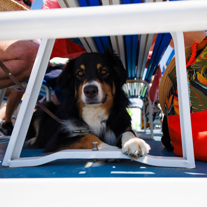 Série "La traversée vers Porquerolles" - France, Méditerranée, juin 2023 - © Véronique Tournier