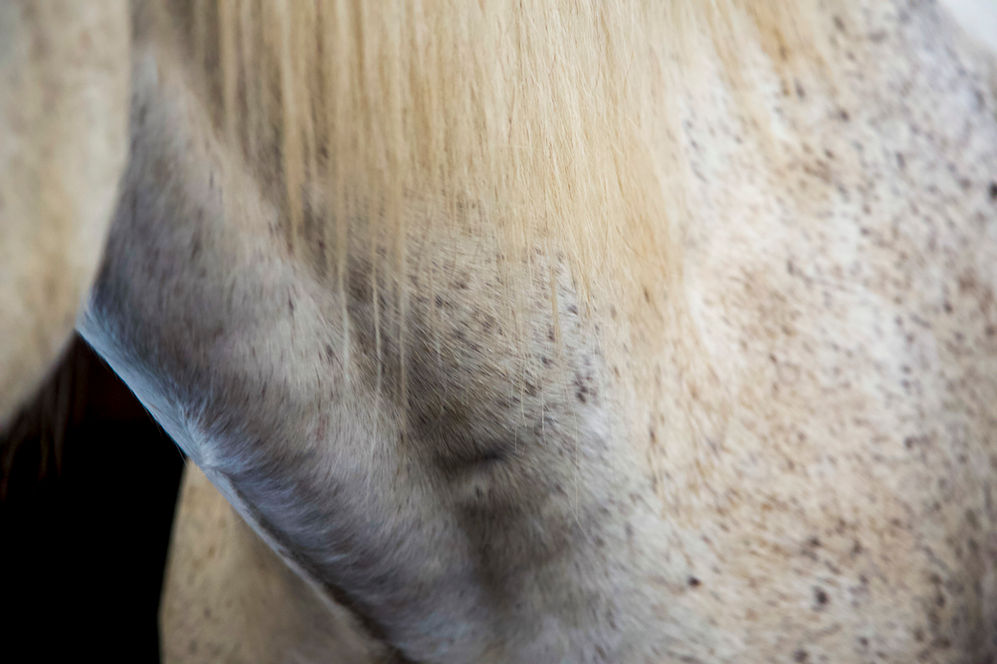 Série « Quand l’animal s’imprègne de la Nature. Ou l’inverse. » Le cheval et les Salins d’Aigues-mortes, Camargue, France, mai 2022 - © Véronique Tournier
