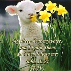 My Sheep Hear My Voice