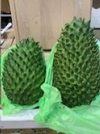 Miniatura: Soursop / Guanábana (cada unidad pesa entre 3 y 5 kg)  Origen: Colombia