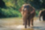 Adult Asian Elephant