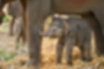 Baby Asian Elephant