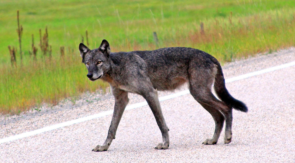 wolf_lolo_44_edited_edited.jpg