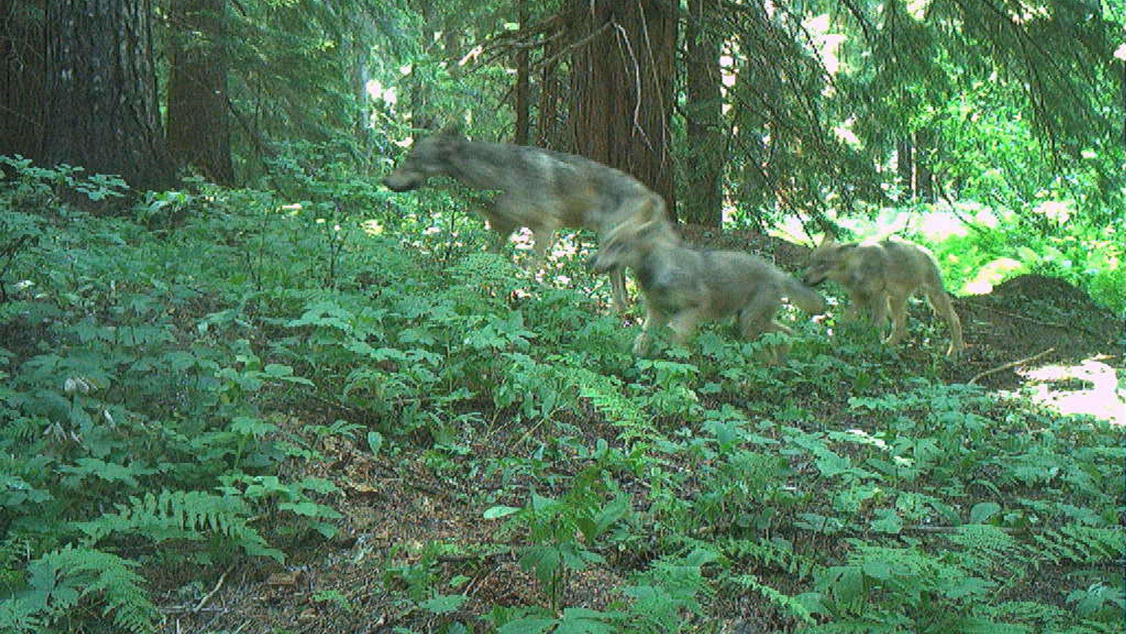 Wolves Research Photo & Video Gallery | Gray Wolf Research