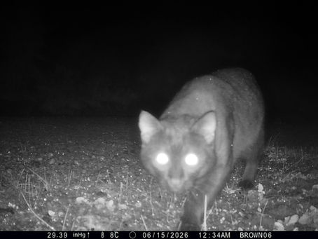 FERAL CAT TRAPPING PROGRAM