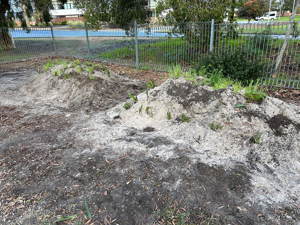 Our completed hugelkulture beds!