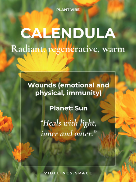 Calendula
