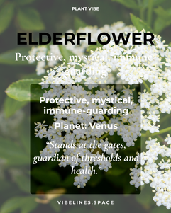 Elderflower