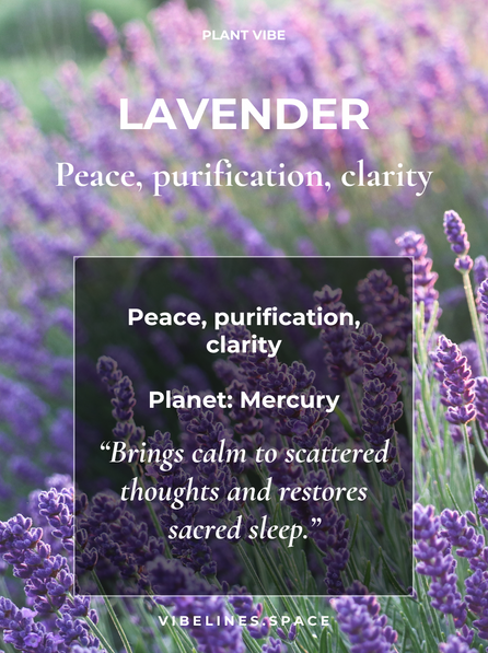 Lavender