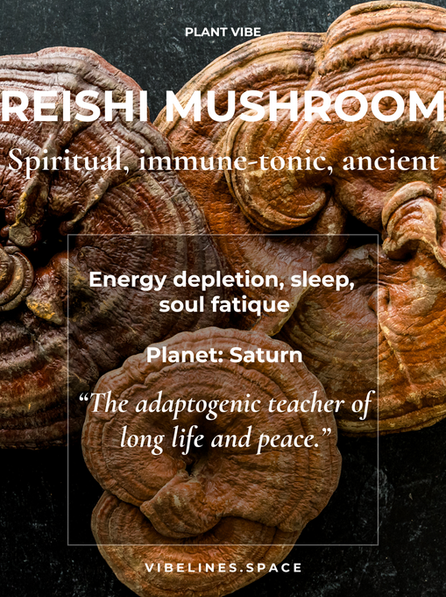 Reishi Mushroom