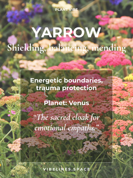 Yarrow