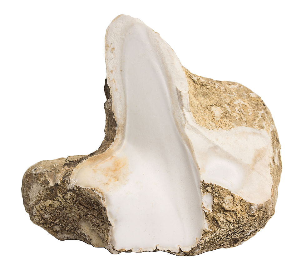 Thumbnail: COCONUT AGATE