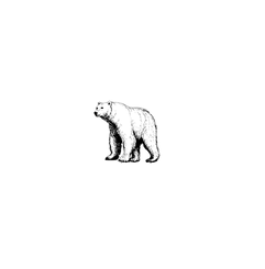 Polar bear_edited.png