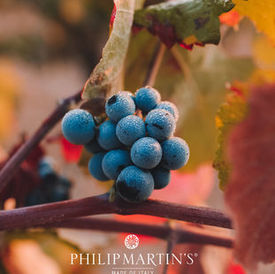 La giovinezza donata dalla Vite Rossa