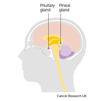 Diagram of a human head in profile showing brain anatomy. Labels point to pituitary and pineal glands. Light colors indicate different areas.