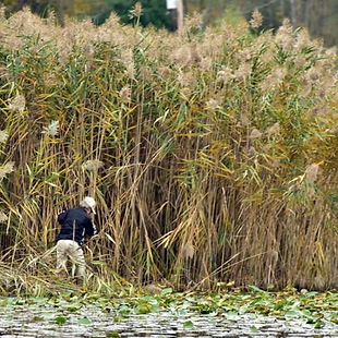 Person clearing tall reeds near water