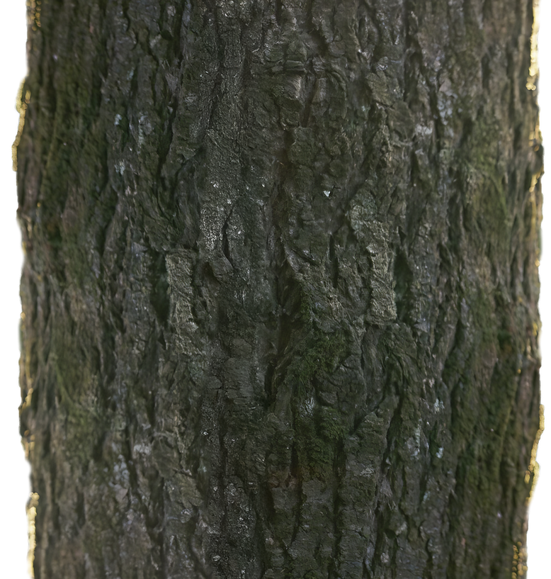 Tree trunk detail at Joyful Seeds Paediatrics, located in Bukit Timah