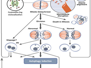 Tumour Treating Fields Therapy (TTFT)