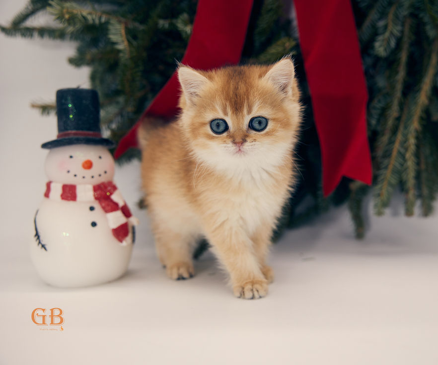 Black Golden Shaded British Shorthair Female Kitten with Green Eyes