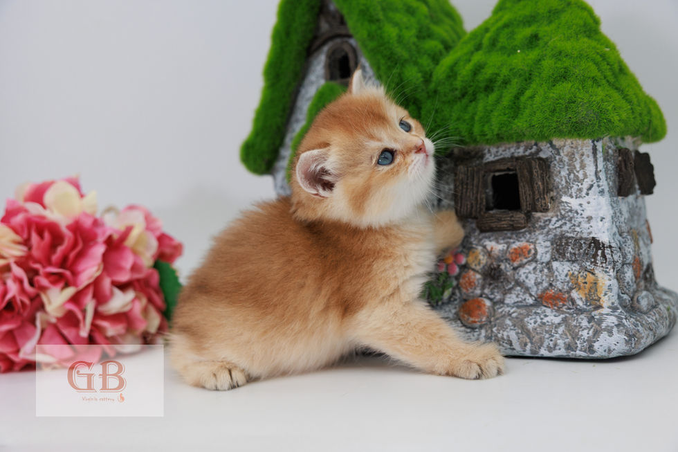 british cat shorthair