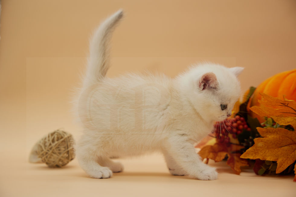 Silver British shorthair