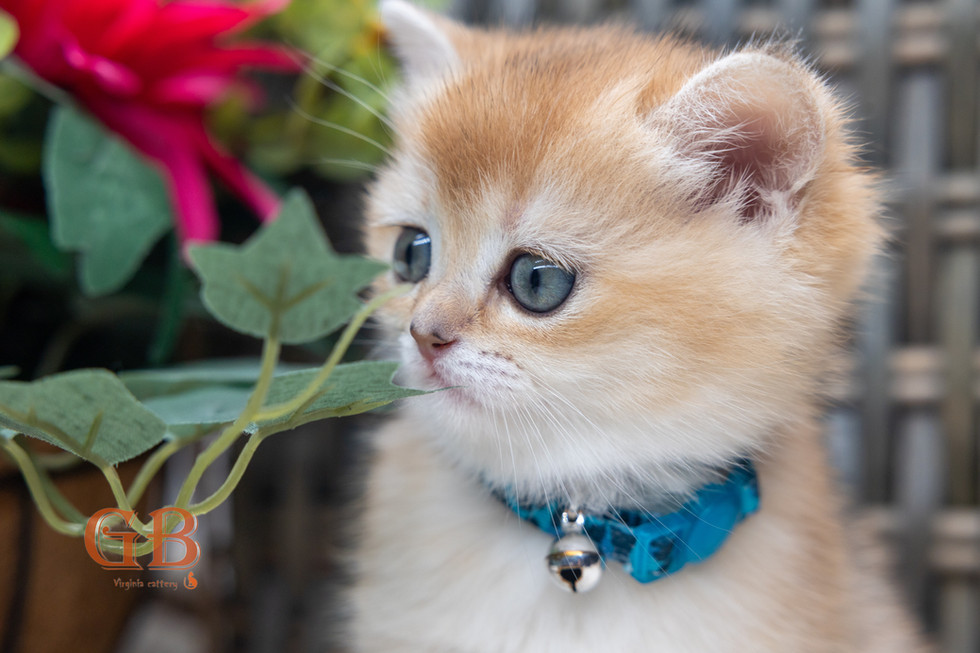 British shorthair
