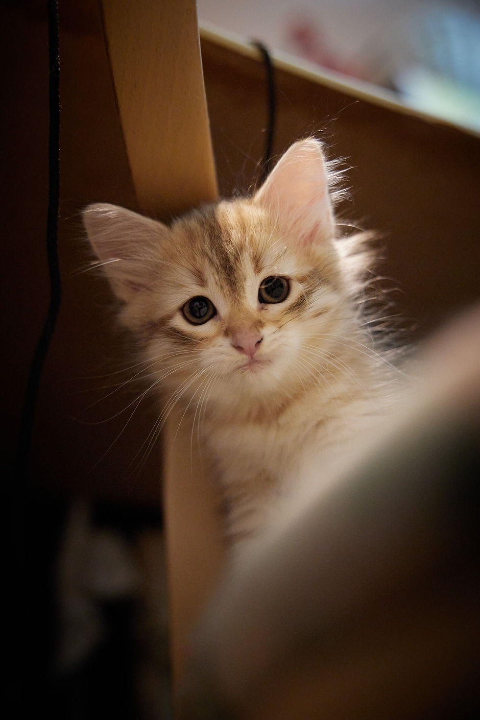 British longhair kitten