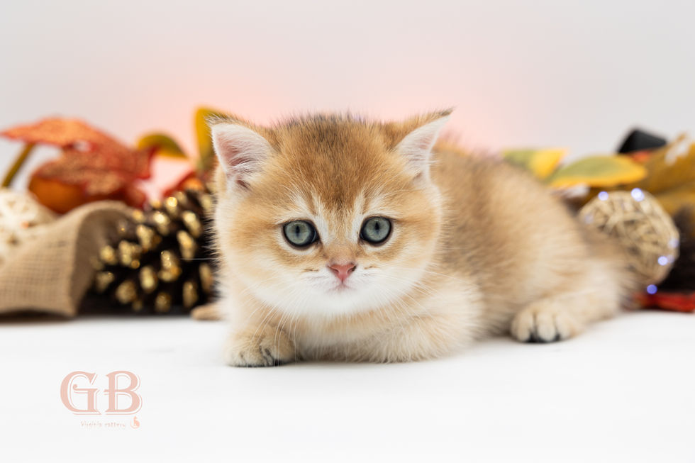 kittens for sale near me