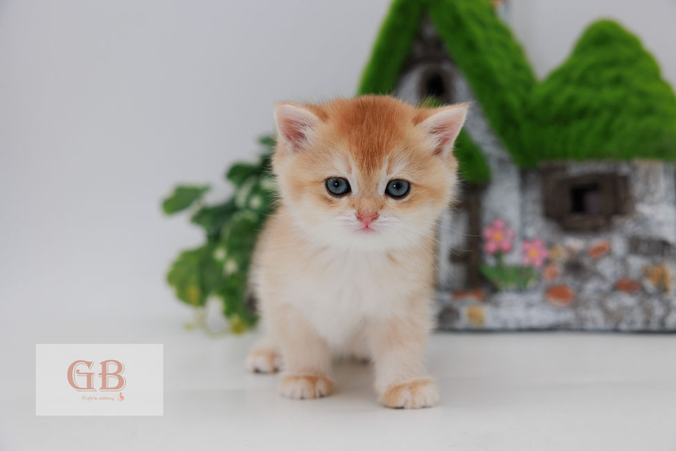 english shorthair cat