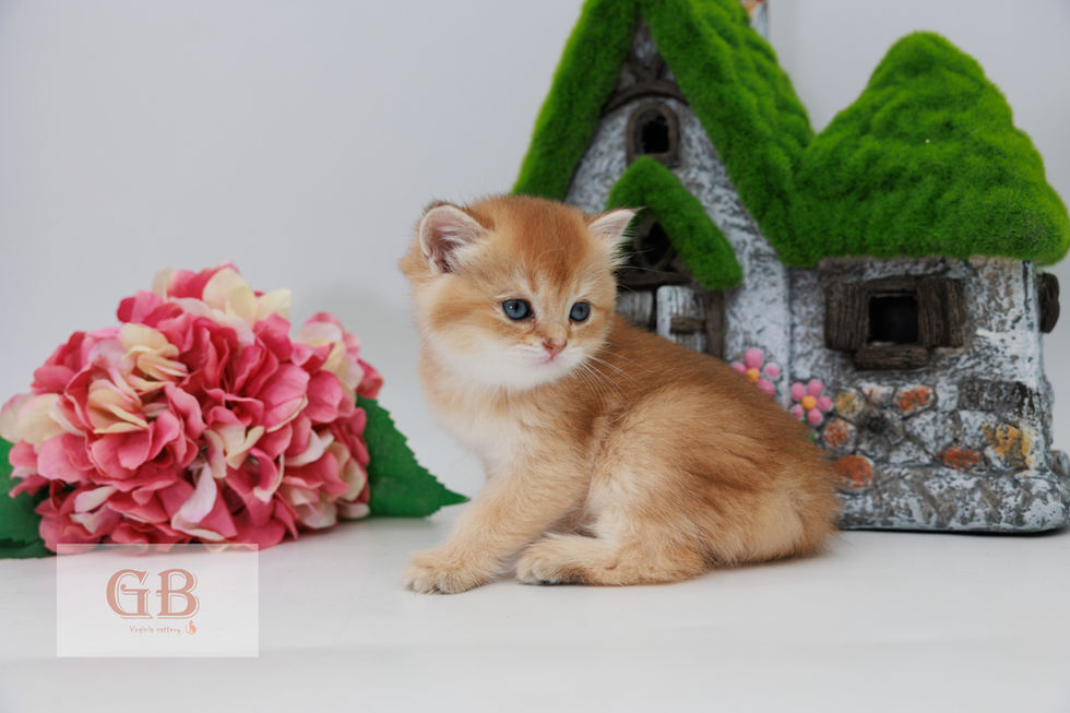 british cat shorthair