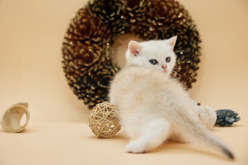 british shorthair kittens