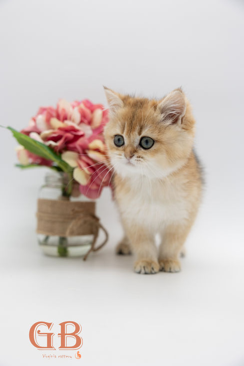 British kitten