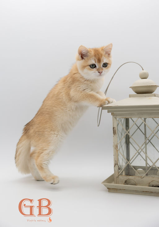 British kitten
