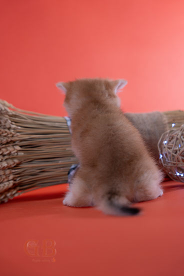 adoption British Shorthair kitten