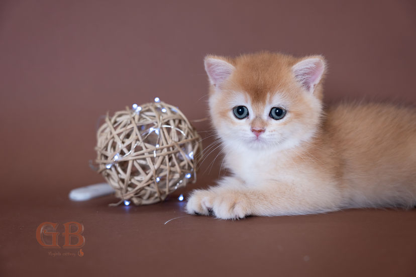 adoption British Shorthair kitten