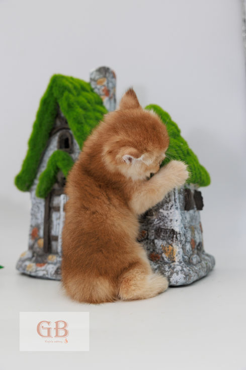 british cat shorthair