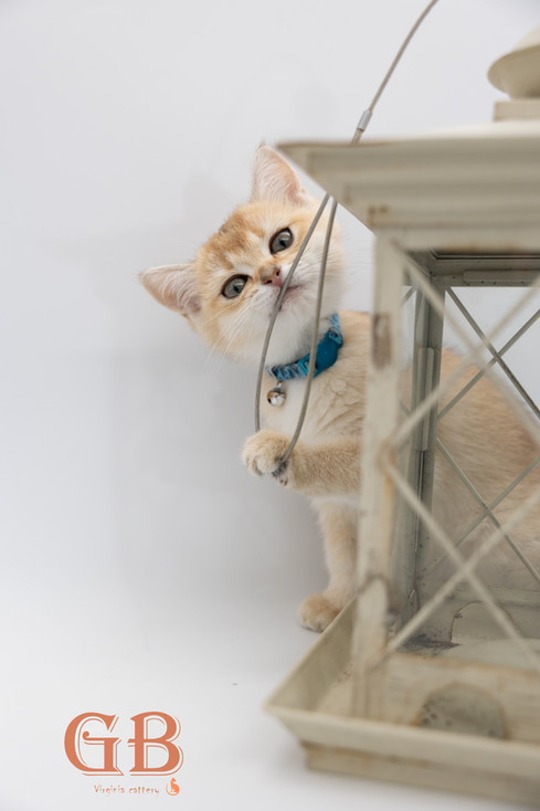 British Shorthair kitten