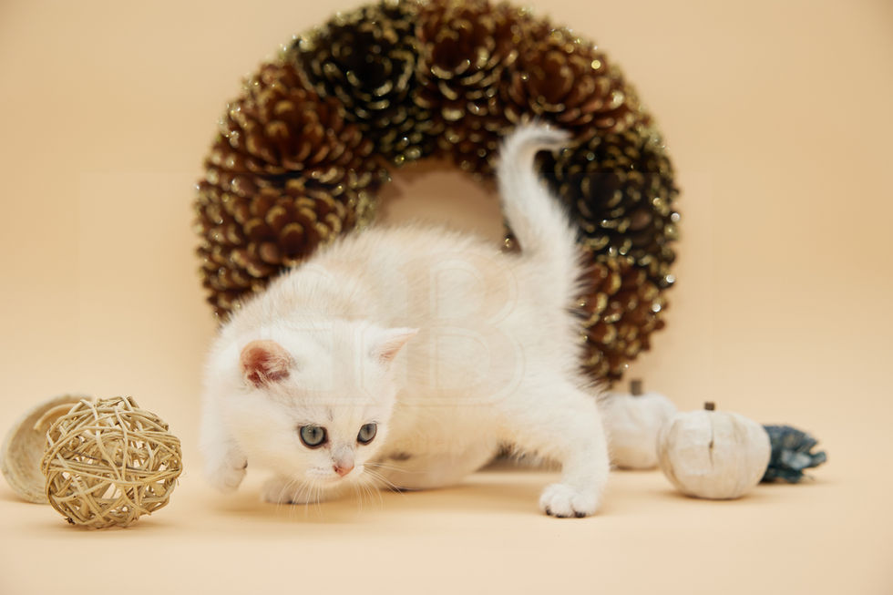 british shorthair kittens