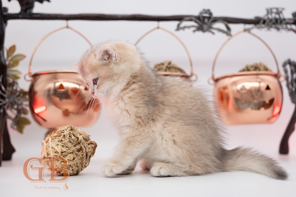 British shorthair breeders
