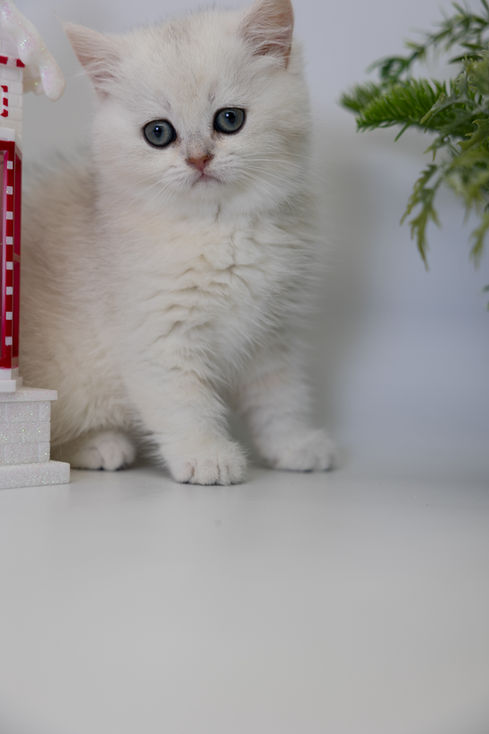 Black Silver British shorthair kitten