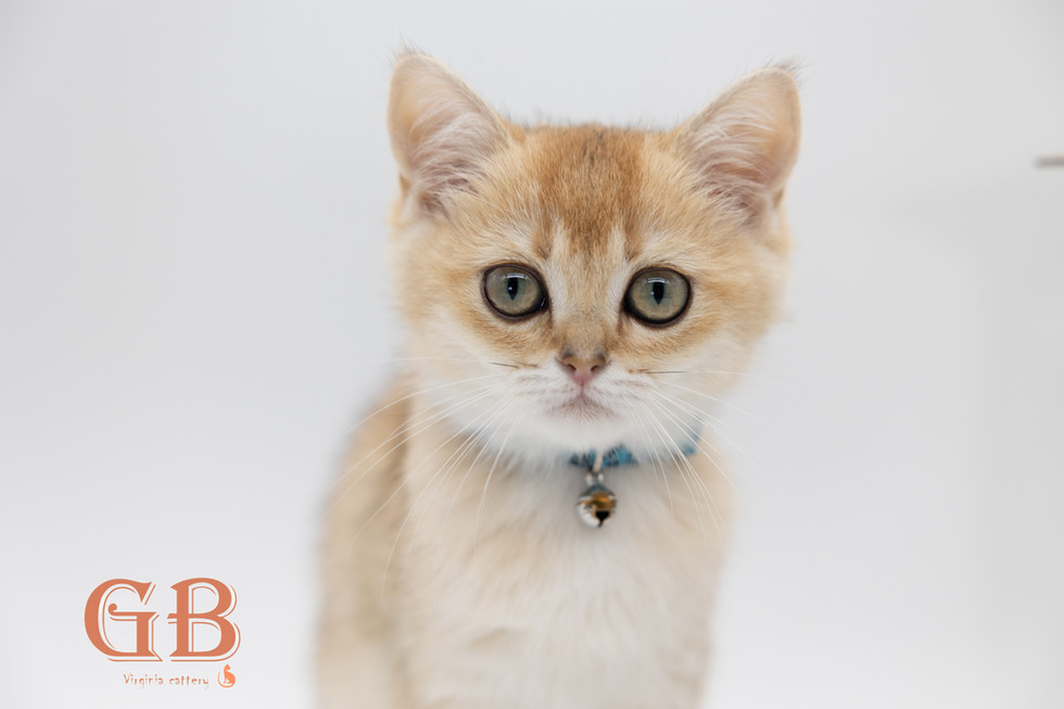 kitten for sale