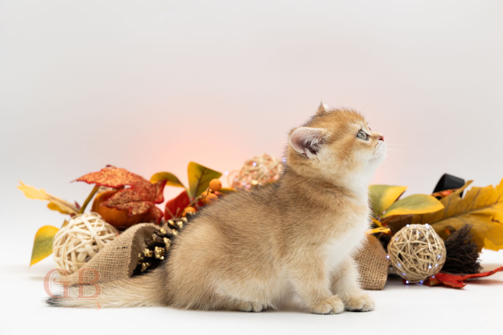 kittens for sale near me